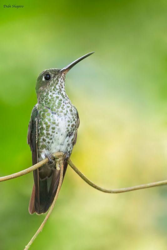 Many-spotted Hummingbird