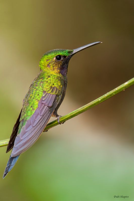 Black-throated Brilliant