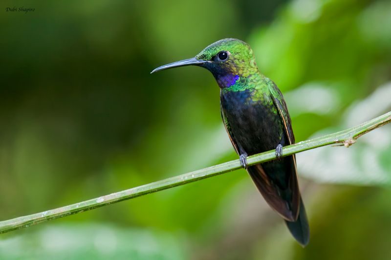 Black-throated Brilliant