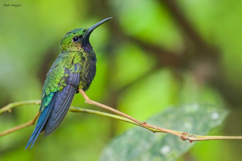 Black-throated Brilliant