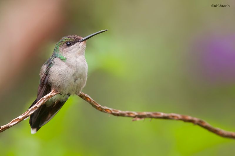 Fork-tailed Woodnymph