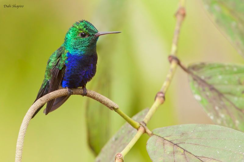 Violet-bellied Hummingbird