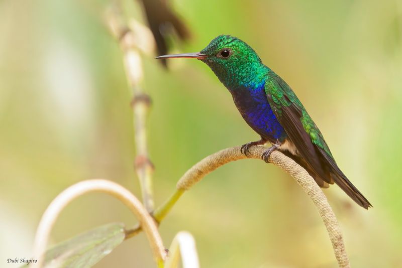 Violet-bellied Hummingbird