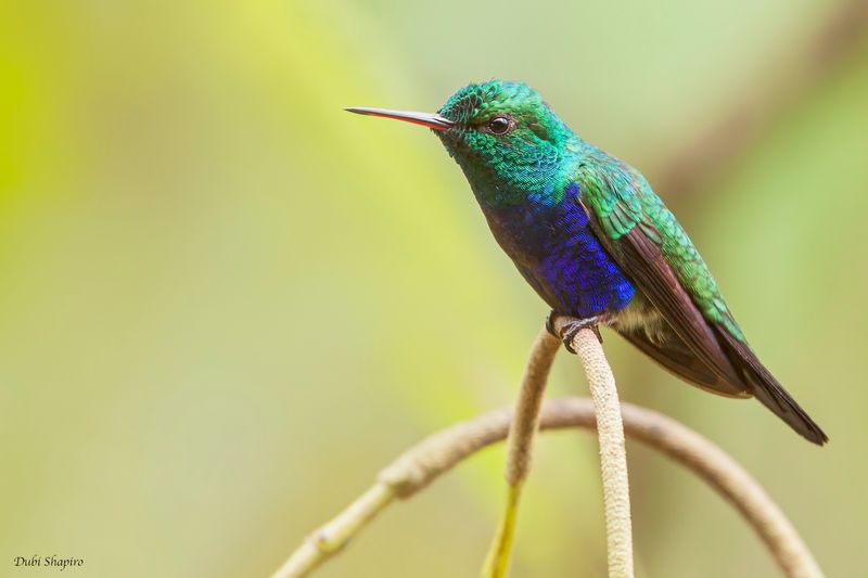 Violet-bellied Hummingbird