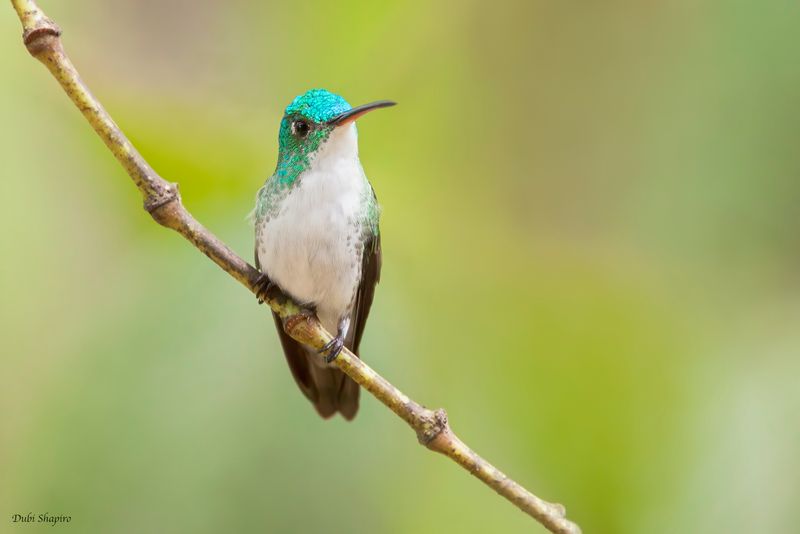 Andean Emerald