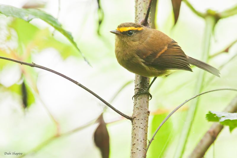 Yellow-bellied Chat-Tyrant