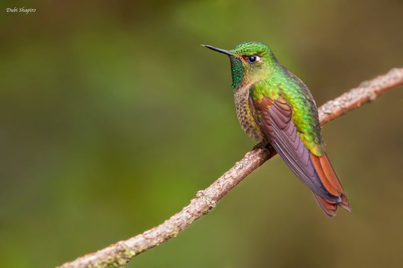 Tyrian Metaltail