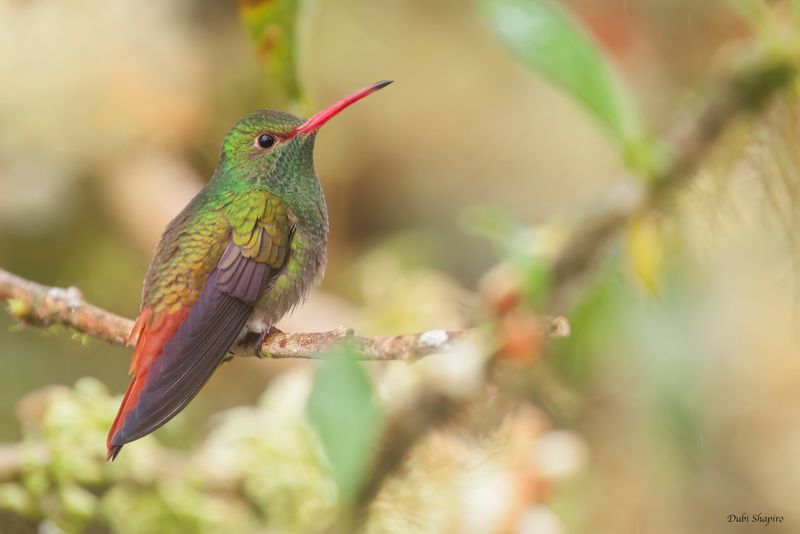 Rufous-tailed Hummingbird