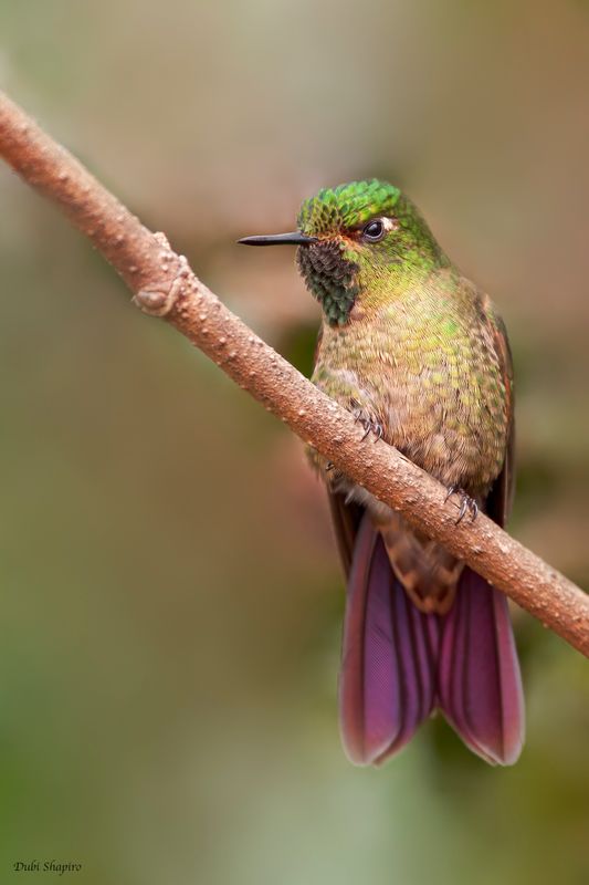 Tyrian Metaltail