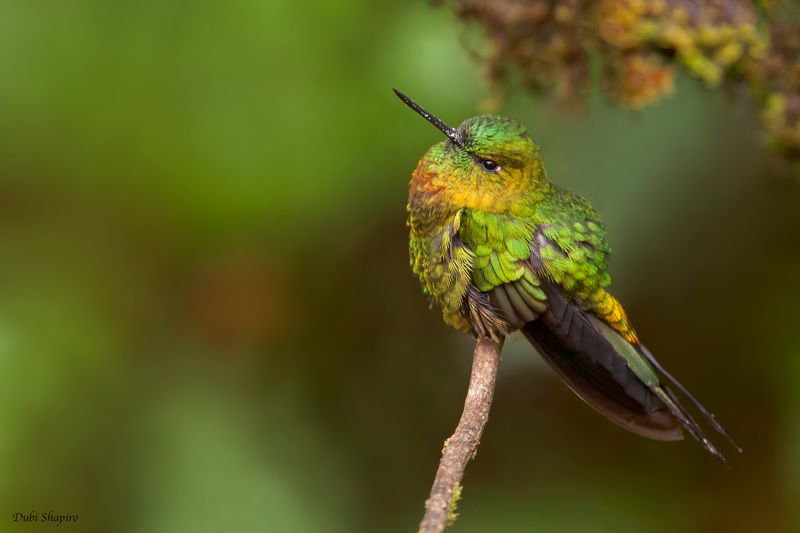 Golden-breasted Puffleg