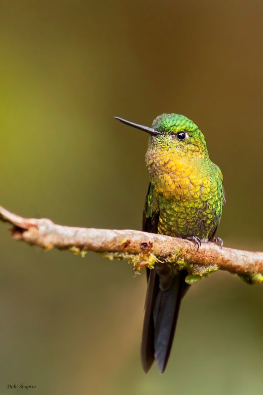 Golden-breasted Puffleg