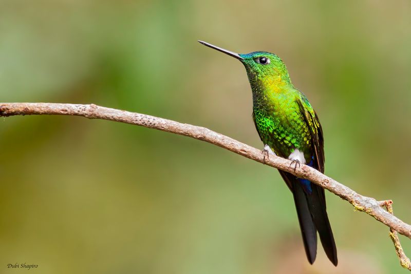 Sapphire-vented Puffleg