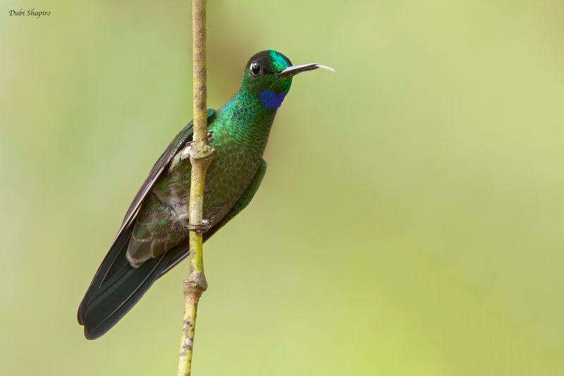 Green-crowned Brilliant