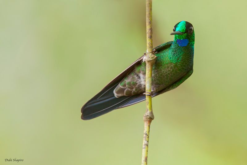 Green-crowned Brilliant