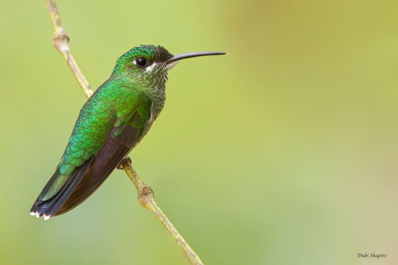 Green-crowned Brilliant
