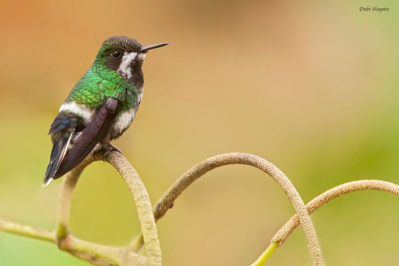 Green Thorntail