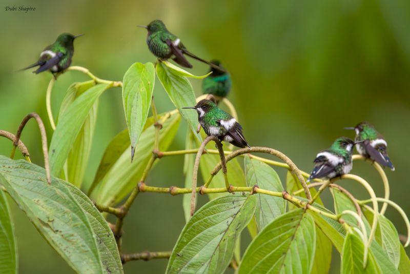 Green Thorntail
