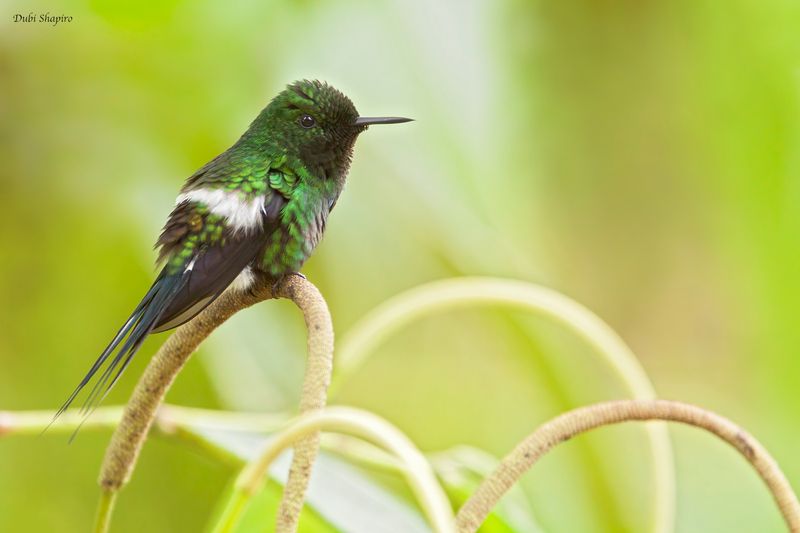 Green Thorntail