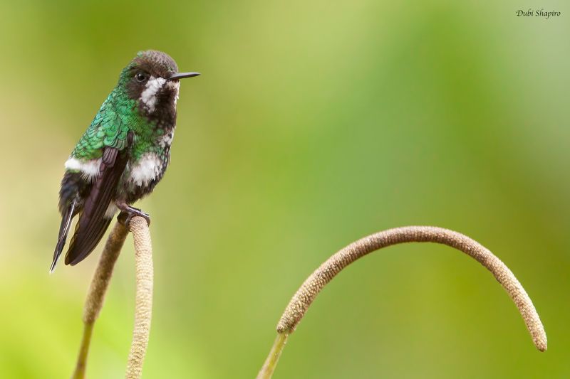 Green Thorntail