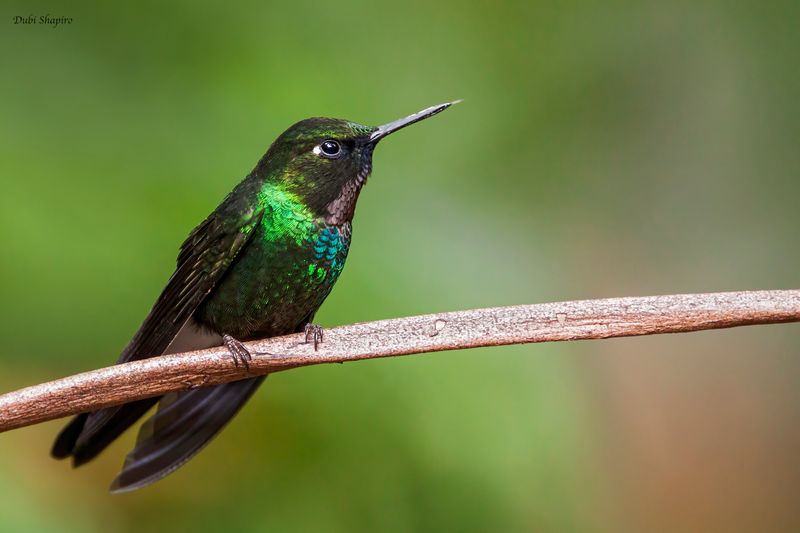 Tourmaline Sunangel
