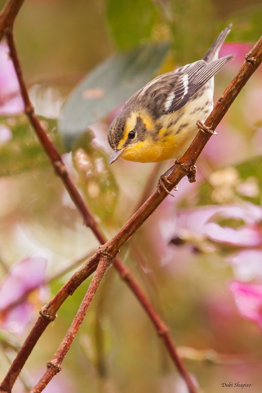 Blackburnian Warbler