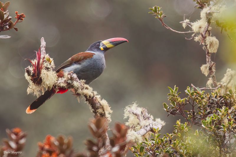 Gray-breasted Mountain-Toucan