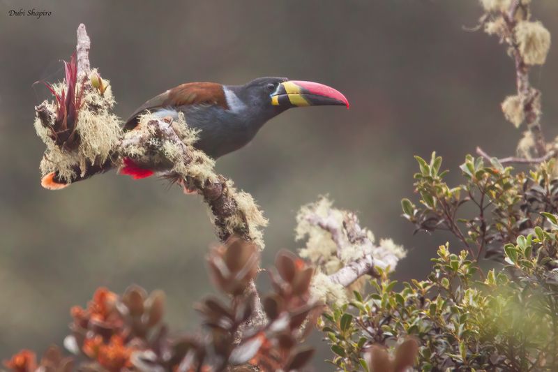 Gray-breasted Mountain-Toucan
