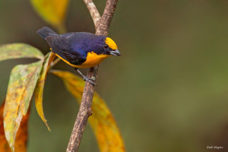 Thick-billed Euphonia