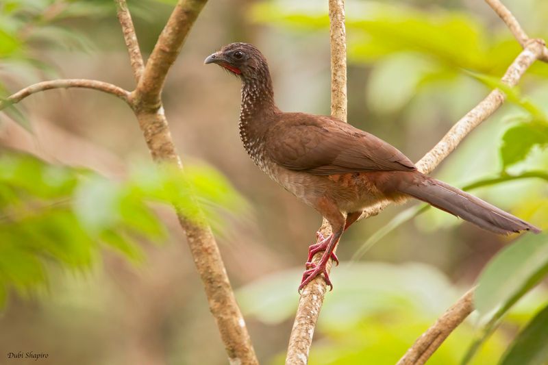 Speckled Chachalaca