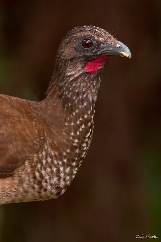 Speckled Chachalaca