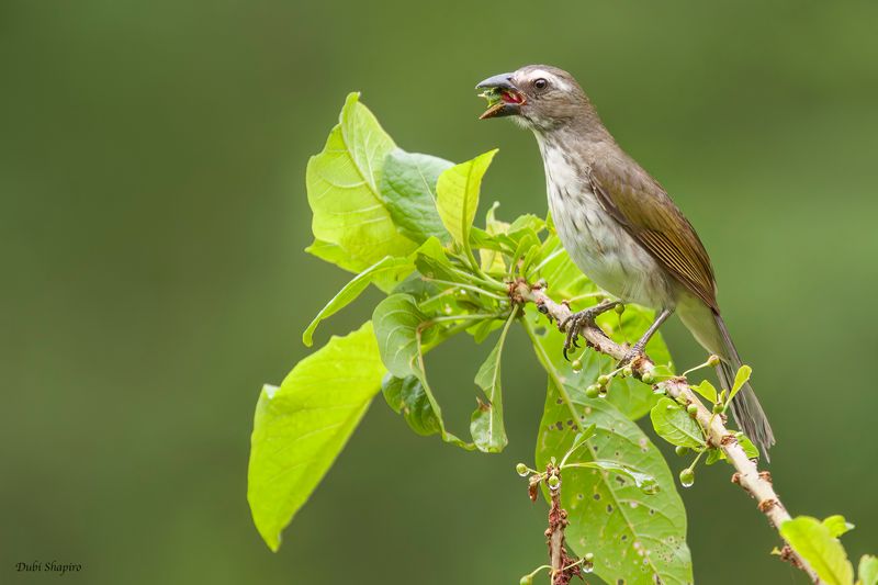 Streaked Saltator
