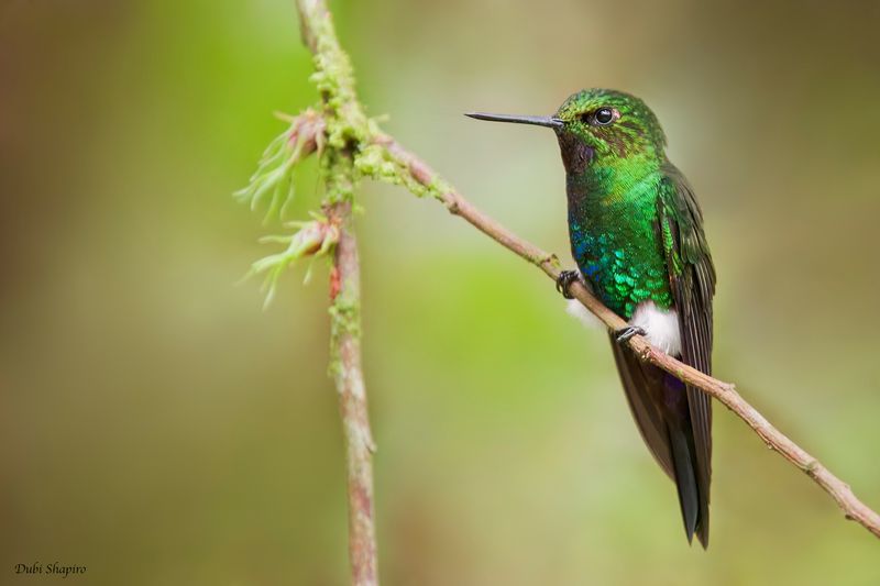Glowing Puffleg