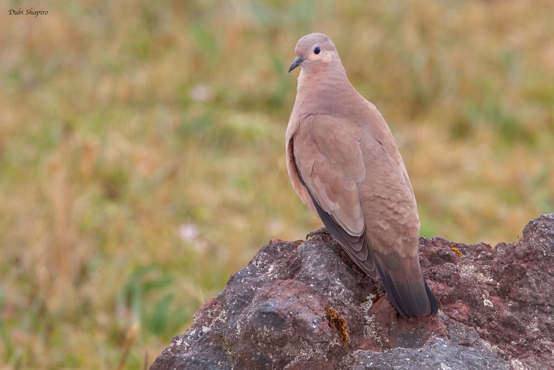 Black-winged Ground Dove