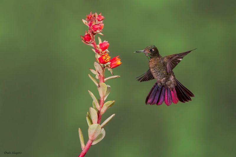 Tyrian Metaltail