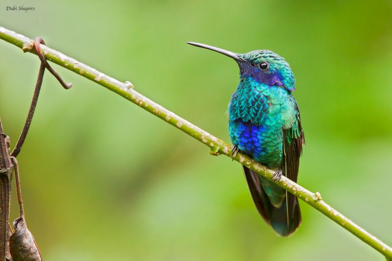 Sparkling Violetear