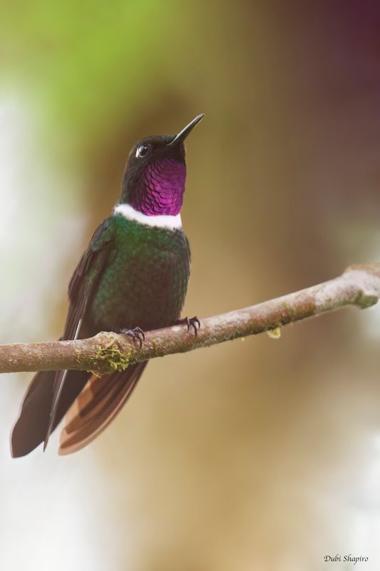 Amethyst-throated Sunangel