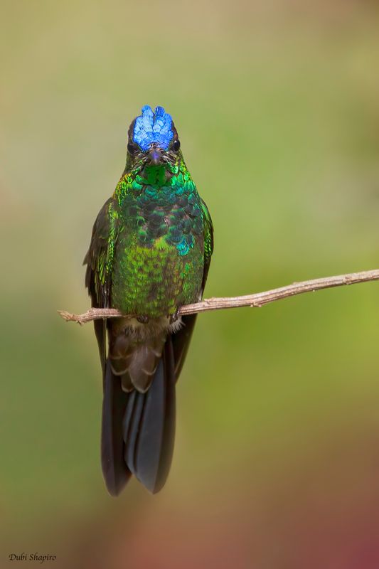 Violet-fronted Brilliant