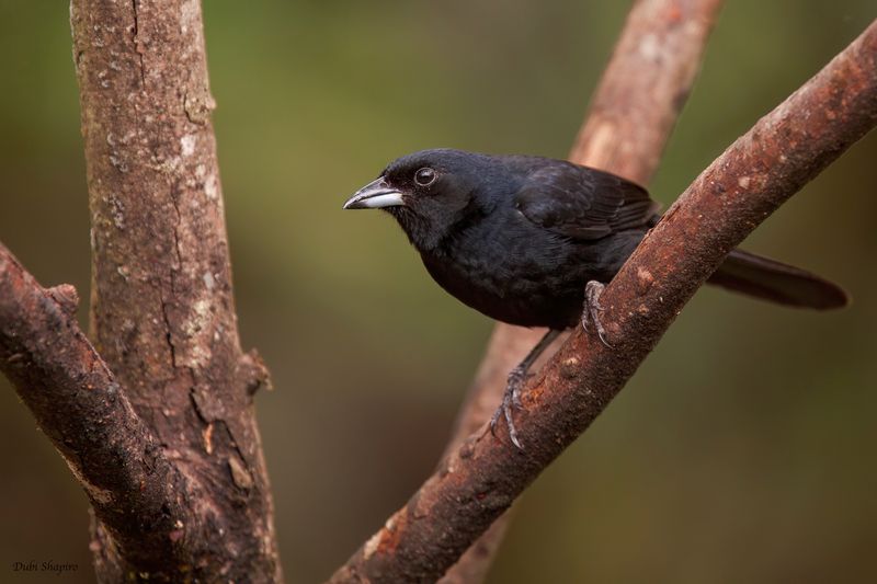 White-lined Tanager