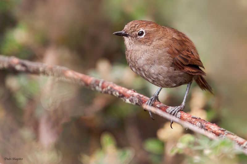 Mouse-colored Thistletail