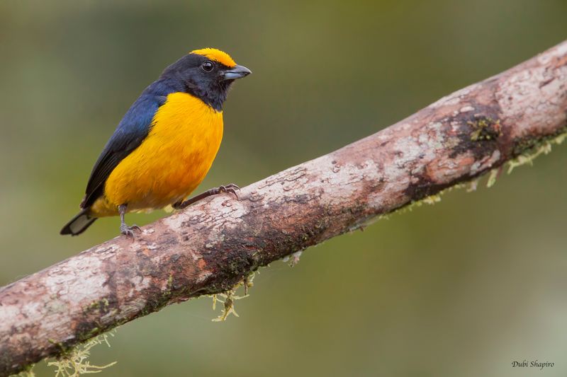 Orange-bellied Euphonia
