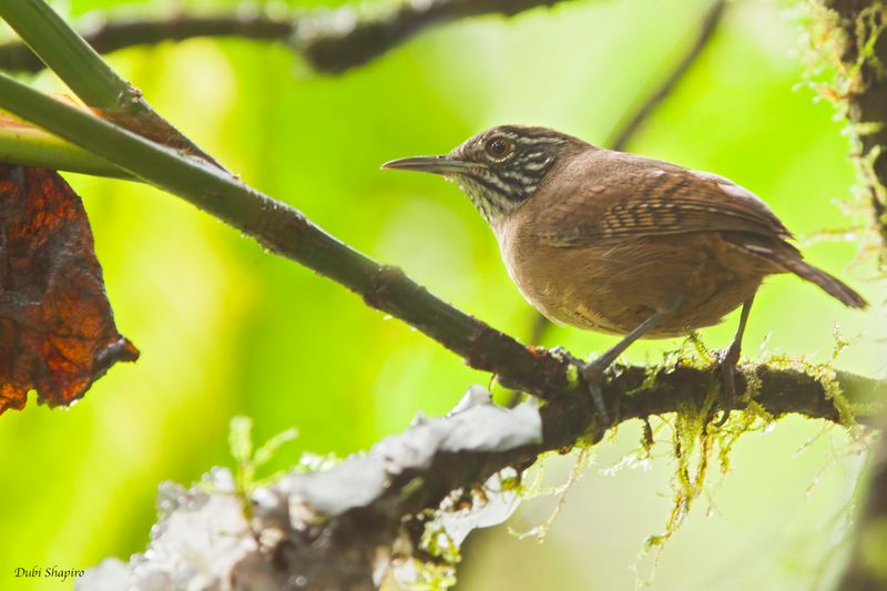 Stripe-throated Wren