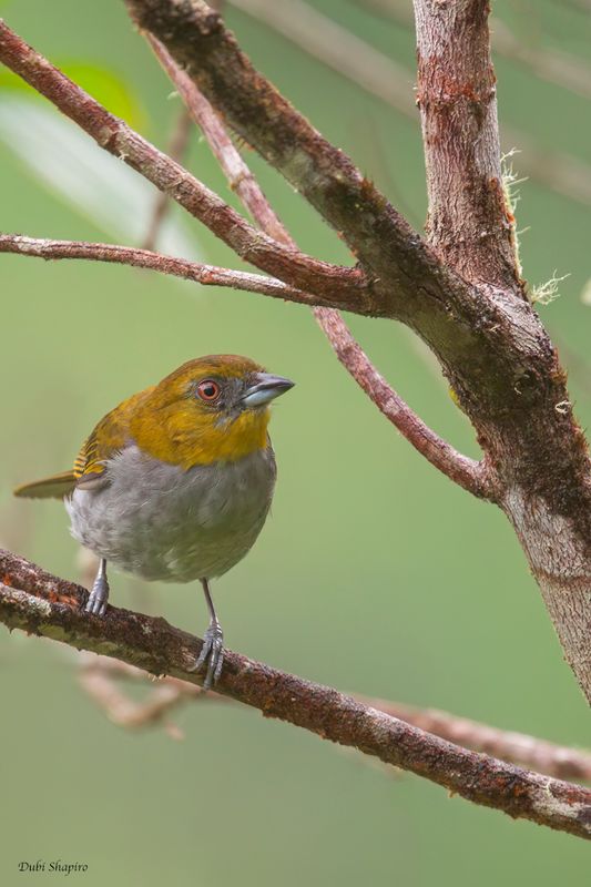 Yellow-throated Chlorospingus