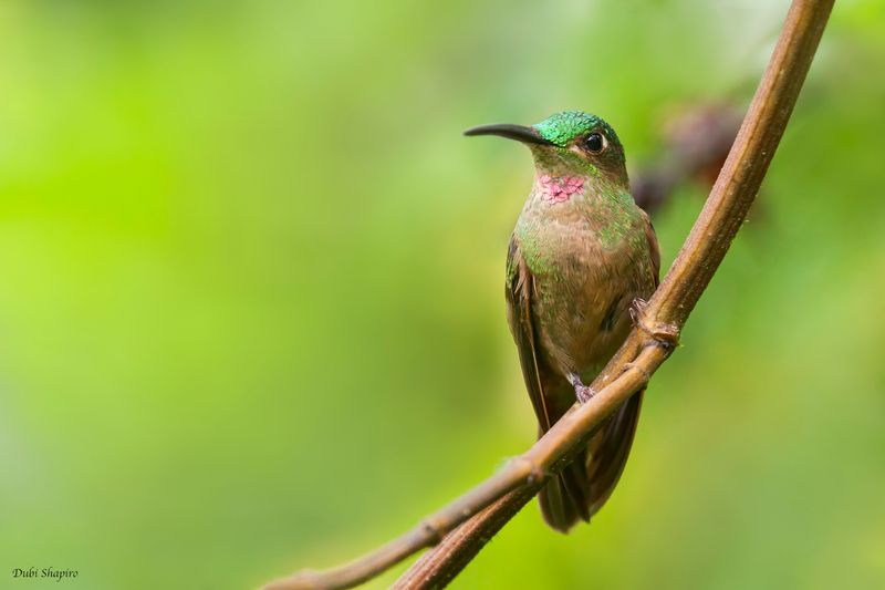 Fawn-breasted Brilliant