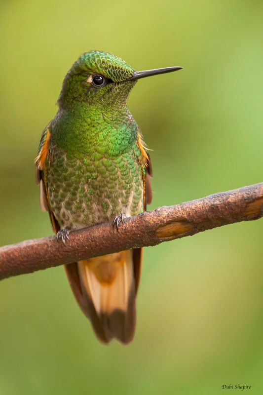Buff-tailed Coronet