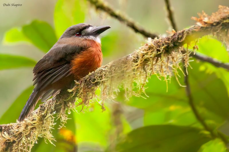 White-faced Nunbird