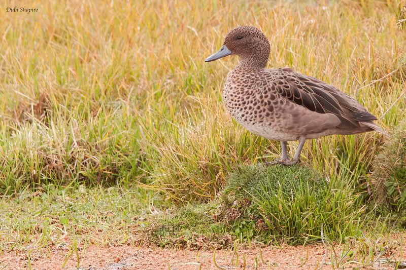 Andean Teal