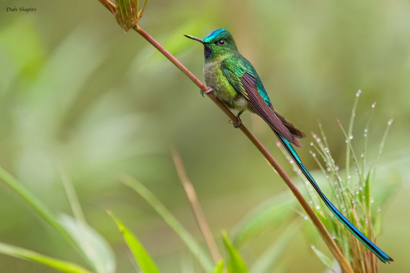 Long-Tailed Sylph