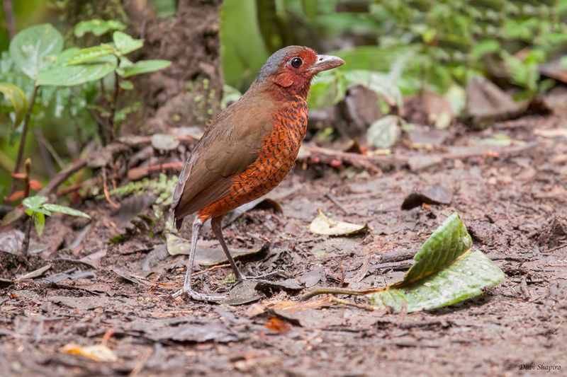 Giant Antpitta