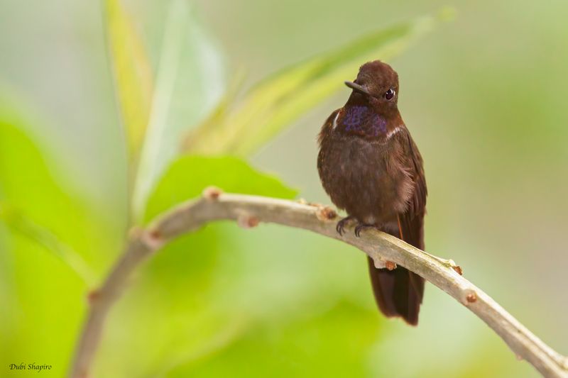 Brown Inca