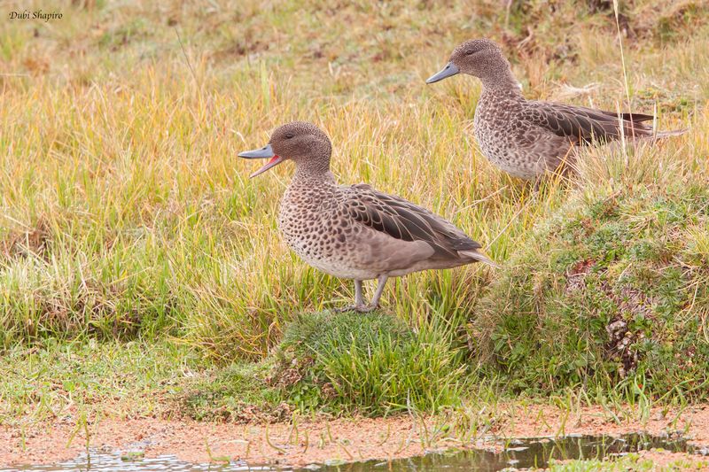 Andean Teal